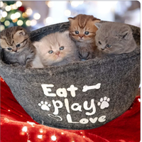 Cuccioli British shorthair e longhair