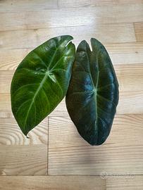Alocasia Pink Dragon