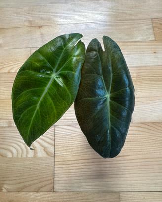 Alocasia Pink Dragon