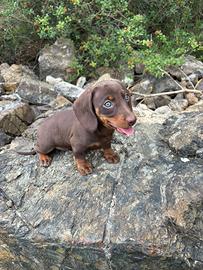 Cuccioli di bassotto nano