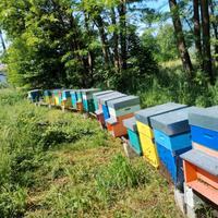 Sciami d'api/amelario