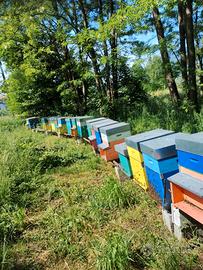 Sciami d'api/amelario