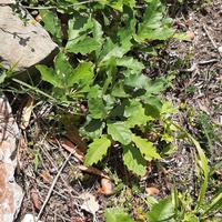 piccole piante di quercia