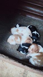 Cuccioli di Breton (No Pedigree)