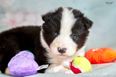 Cuccioli di Yakutskaya Laika