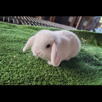 Conigli ariete nano bianco