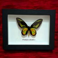 Quadro con farfalla 