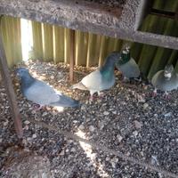 Piccioni per caccia al Colombaccio