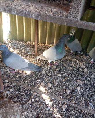 Piccioni per caccia al Colombaccio