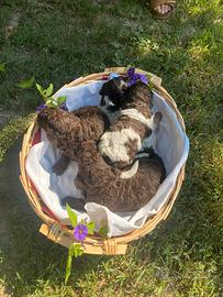 Cuccioli di Lagotto romagnolo nati il 14/07