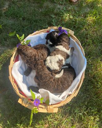 Cuccioli di Lagotto romagnolo nati il 14/07