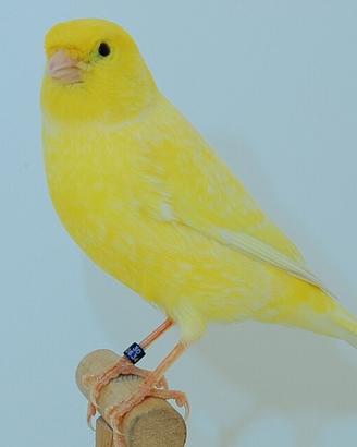 Canarini novelli