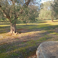 Terreno agricolo su Francavilla Fontana