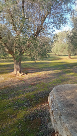 Terreno agricolo su Francavilla Fontana