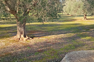 Terreno agricolo su Francavilla Fontana