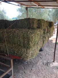 Fieno di erba medica