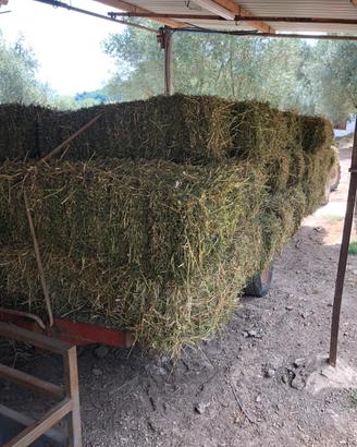 Fieno di erba medica