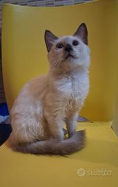 Gattino mix don sphynx(genitori testati)