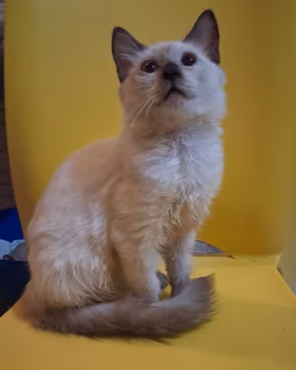 Gattino mix don sphynx(genitori testati)