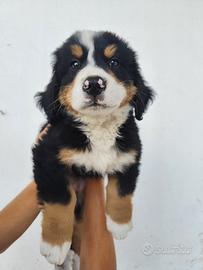Cuccioli di Bovaro del Bernese