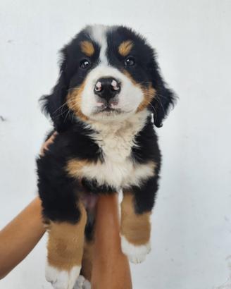 Cuccioli di Bovaro del Bernese