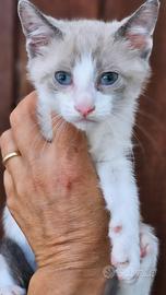 Gattino siamese maschio
