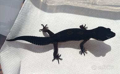 Geco leopardino Black Night puro, baby