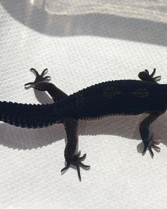 Geco leopardino Black Night puro, baby