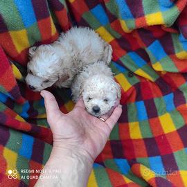 Due cuccioli di mal tipoo