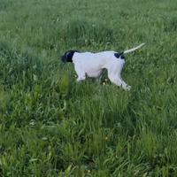 Pointer inglese con pedigree