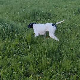 Pointer inglese con pedigree