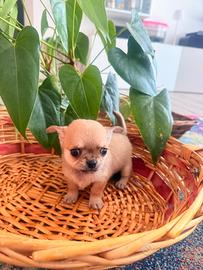 Chihuahua cuccioli