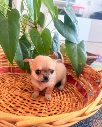 Chihuahua cuccioli