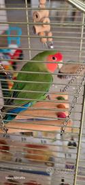 inseparabili 