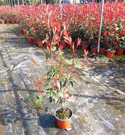 Photina rossa, leyLandi etc.. per la tua siepe