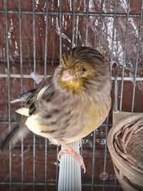 Canarina femmina Gloster con Gabbia