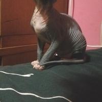 Cuccioli di Canadian Sphynx