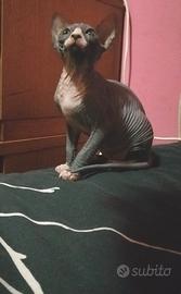 Cuccioli di Canadian Sphynx