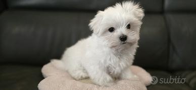 Cucciolo maltese maschio 3 mesi e mezzo-genitori c
