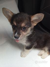 Welsch Corgi Pembroke