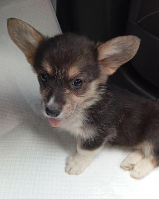 Welsch Corgi Pembroke