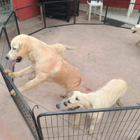 Golden Retriever con pedigree Enci