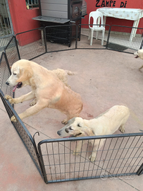 Golden Retriever con pedigree Enci