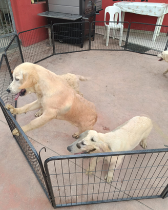 Golden Retriever con pedigree Enci