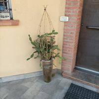 Vaso cactus in raggiera vimini