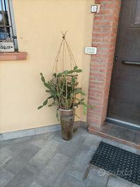 Vaso cactus in raggiera vimini