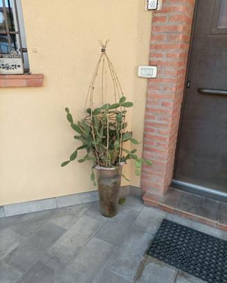 Vaso cactus in raggiera vimini