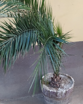 PALMA Phoenix Canariensis "Palma delle Canarie"