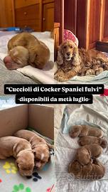 Cuccioli di Cocker Spaniel Inglese fulvi