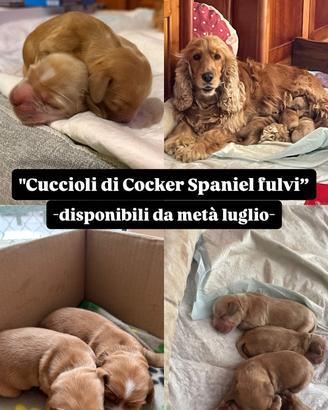 Cuccioli di Cocker Spaniel Inglese fulvi